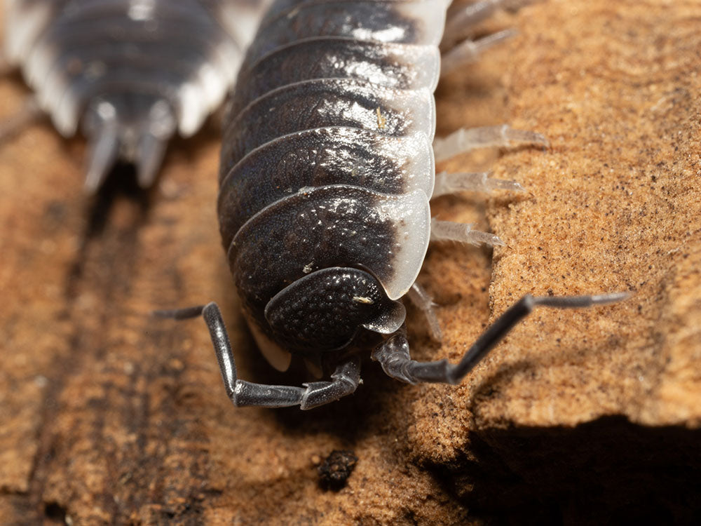 "Sevilla" Isopods (Porcellio) RPG