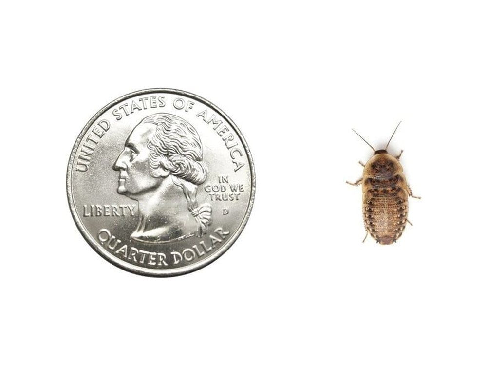 Small 1/2" Dubia FREE SHIPPING dubia roaches DubiaRoaches.com 25