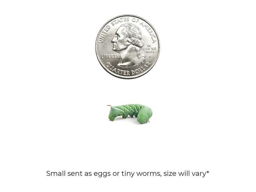 Hornworms Reptile & Amphibian Food Dubia.com Small 18ct