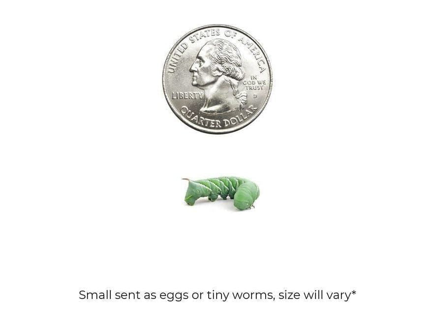 Hornworms Reptile & Amphibian Food Dubia.com Small 18ct