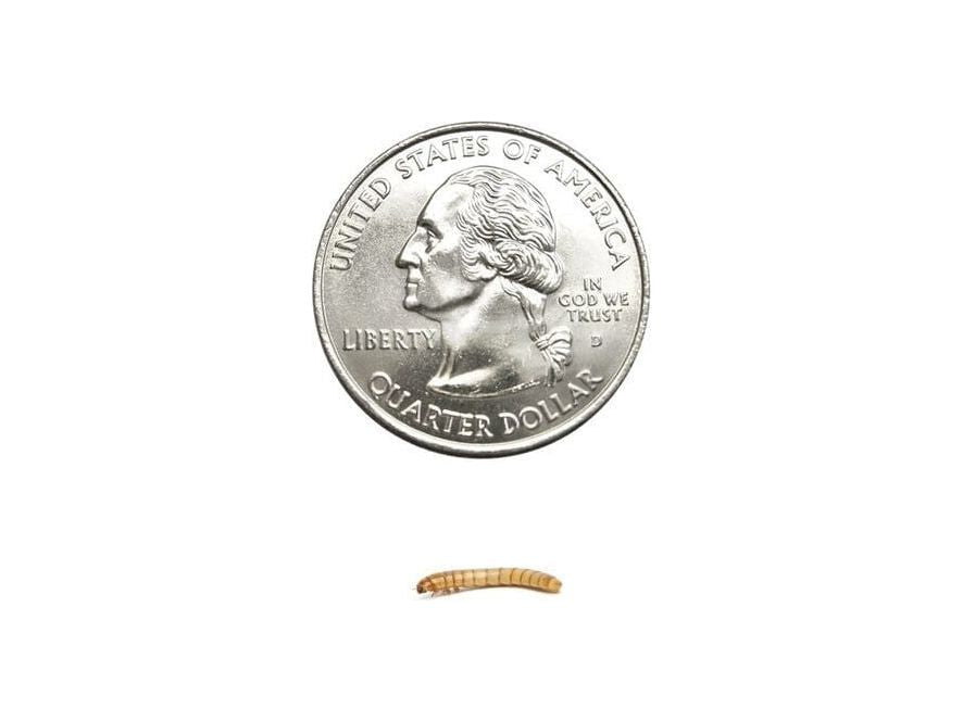 Mealworms FREE SHIPPING mealworms DubiaRoaches.com Small 100
