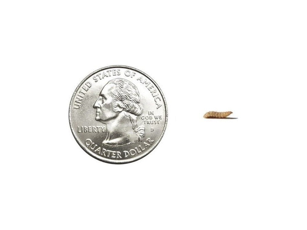 Small CalciGrubs™ Free Shipping