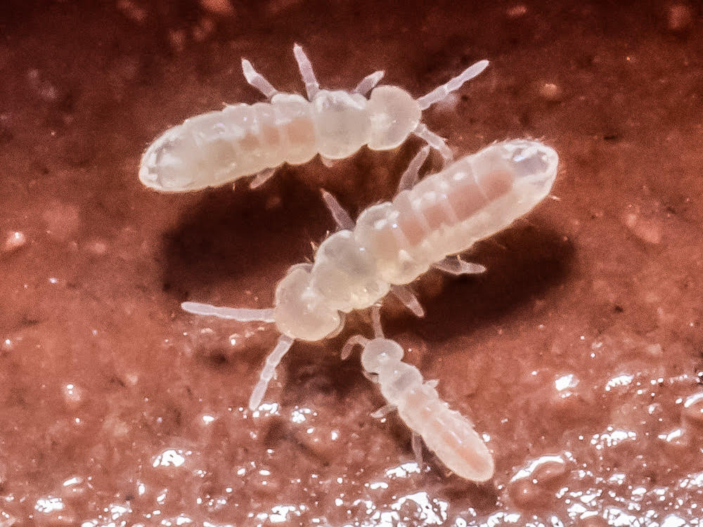 Temperate White Springtail Starter Culture Folsomia Candida