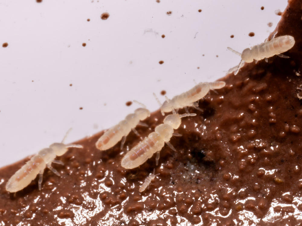 Temperate White Springtail Starter Culture Folsomia Candida