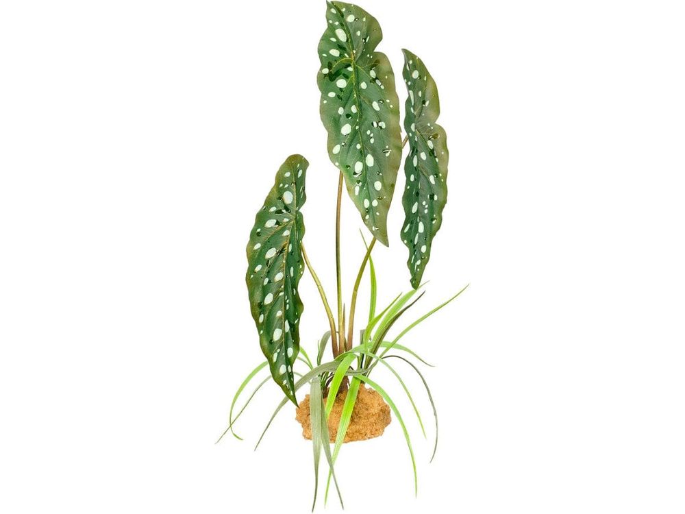 Komodo Standing Plant Spotted Begonia, 1ea/18 in reptile supplies Komodo