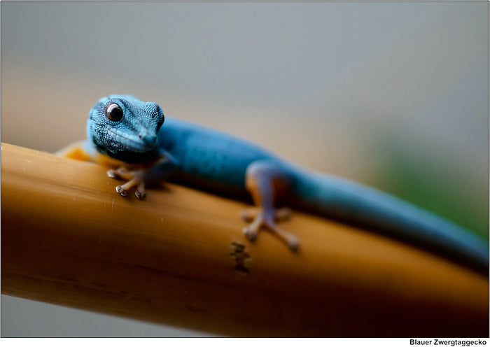 How to Care for Your Electric Blue Gecko