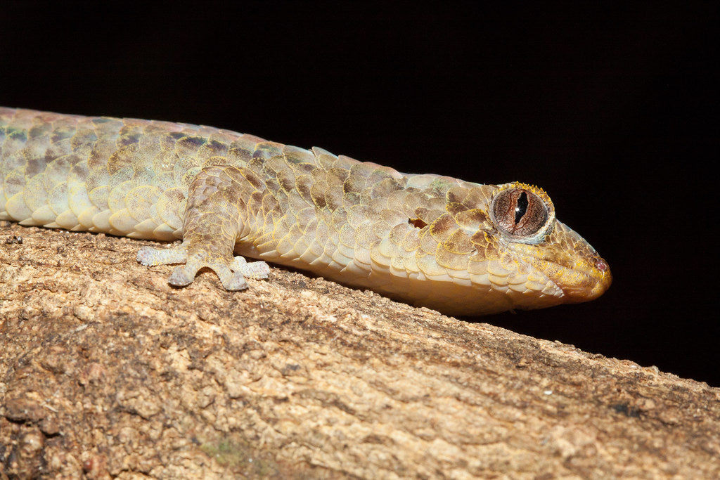 How to Care for Your Fish Scale Gecko