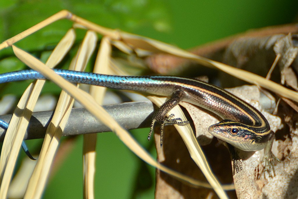 How to Care for Your Pacific Blue-Tailed Skink