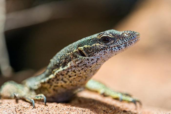 How to Care for Your Timor Monitor