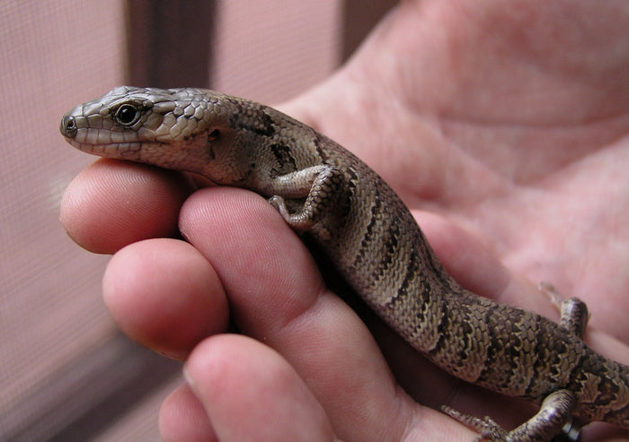 How to Care for Your Pink-Tongued Skink