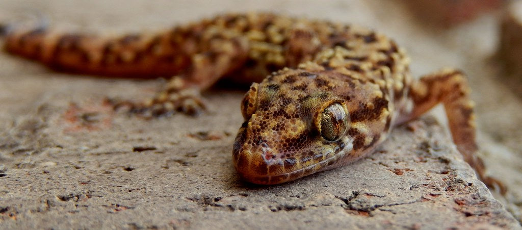 How to Care for Your House Gecko
