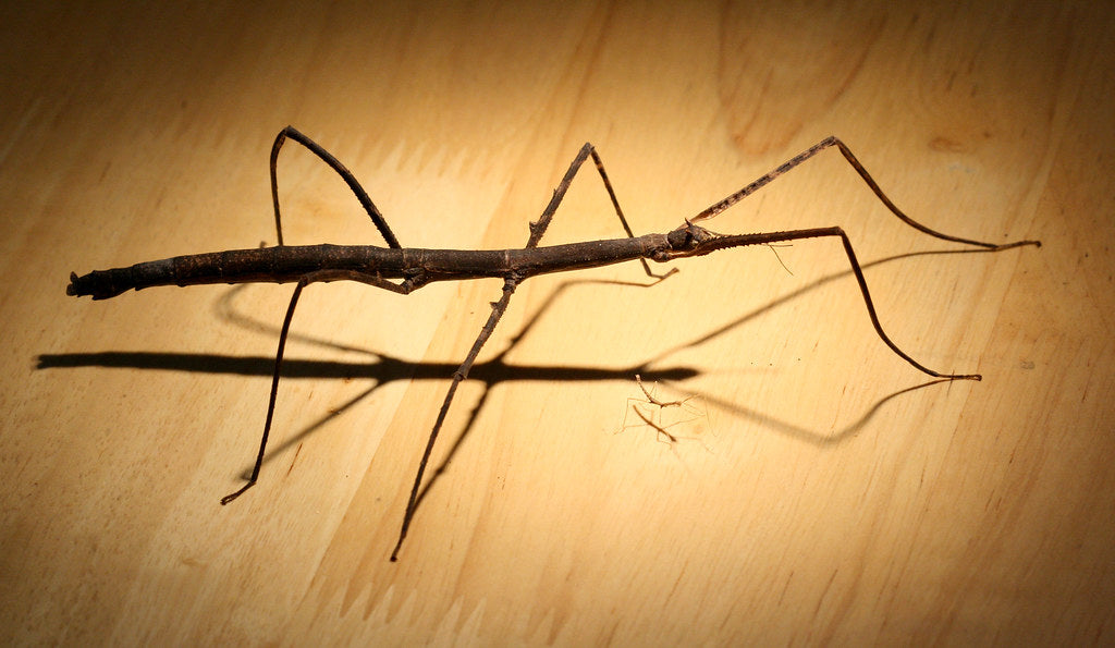 How to Care for Your Annam Walking Stick