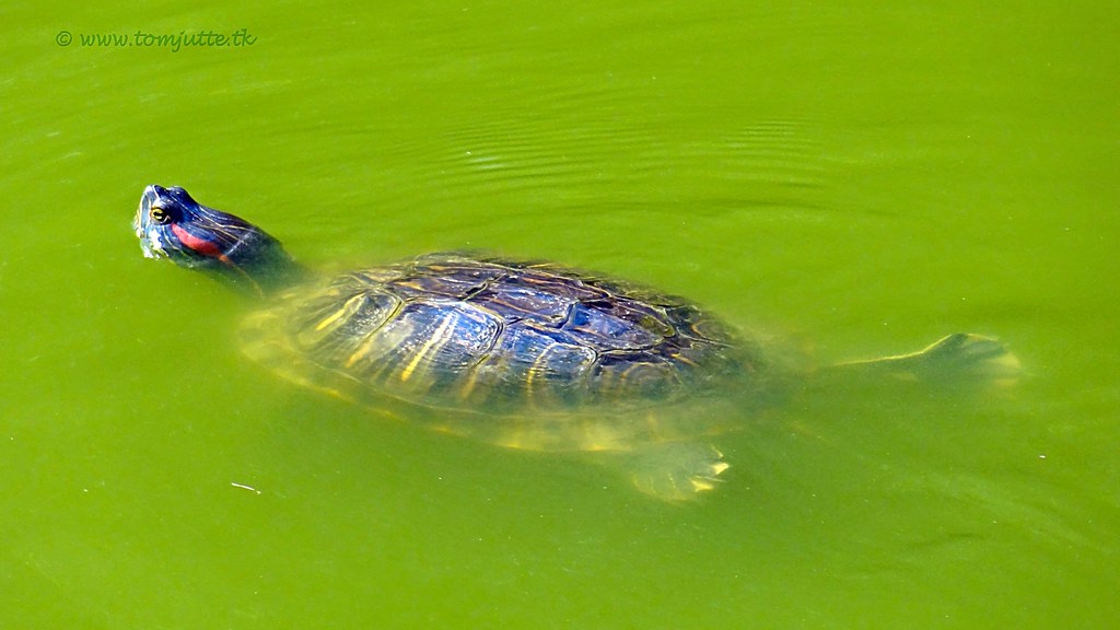 How to Care for Your Red-Eared Slider