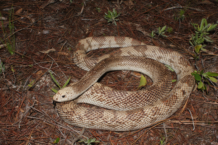 How to Care for Your Pine Snake