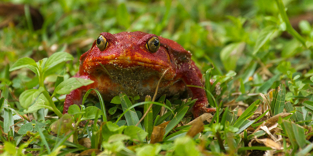 How to Care for Your Tomato Frog