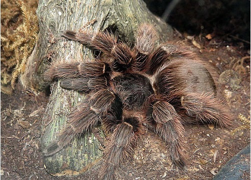 How to Care for Your Pink Zebra Beauty Tarantula