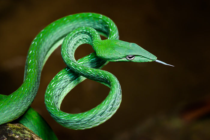 How to Care for Your Vine Snake