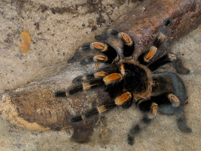 How to Care for Your Mexican Red Knee Tarantula