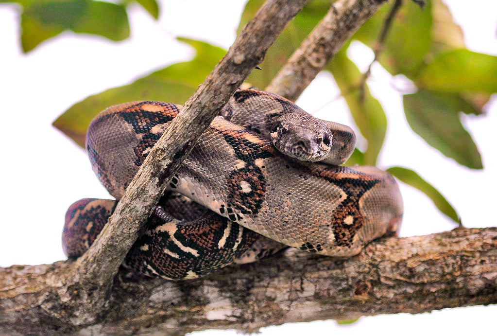 How to Set Up a Boa Constrictor Enclosure | Reptile Supply