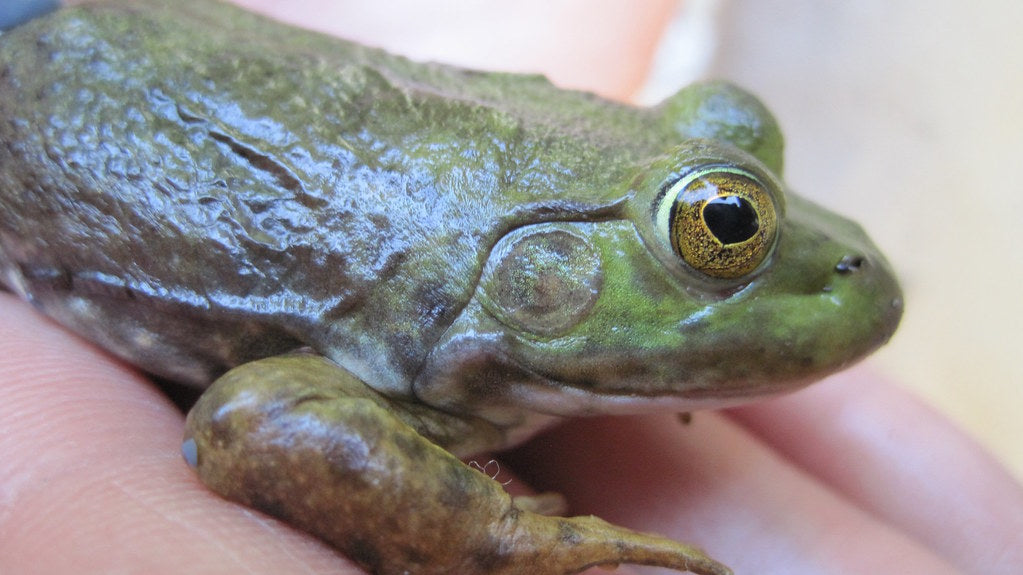 How to Care for Your American Bullfrog