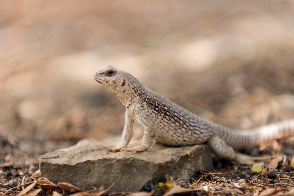 How to Care for Your Desert Iguana