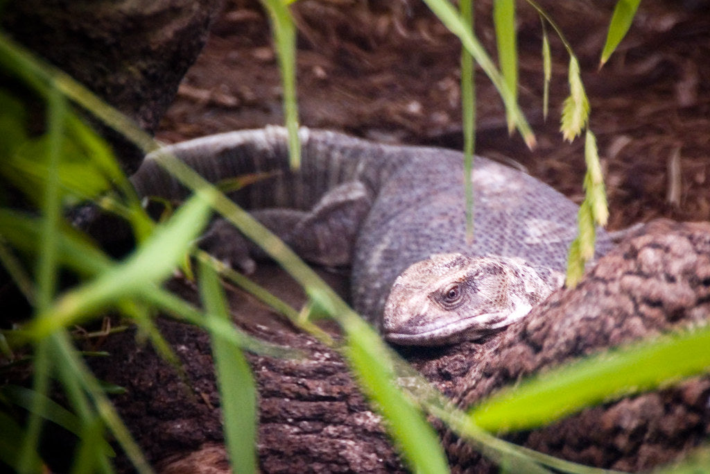 How to Care for Your Savannah Monitor