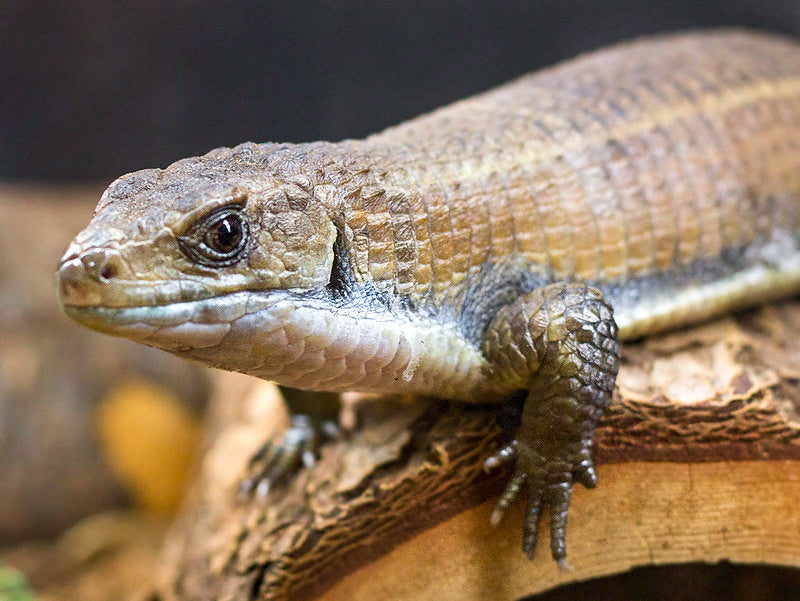 How to Set Up a Sudan Plated Lizard Enclosure