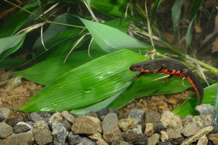 How to Care for Your Fire Belly Newt