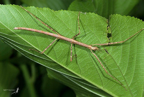 How to Care for Your Pink Wing Stick Insect