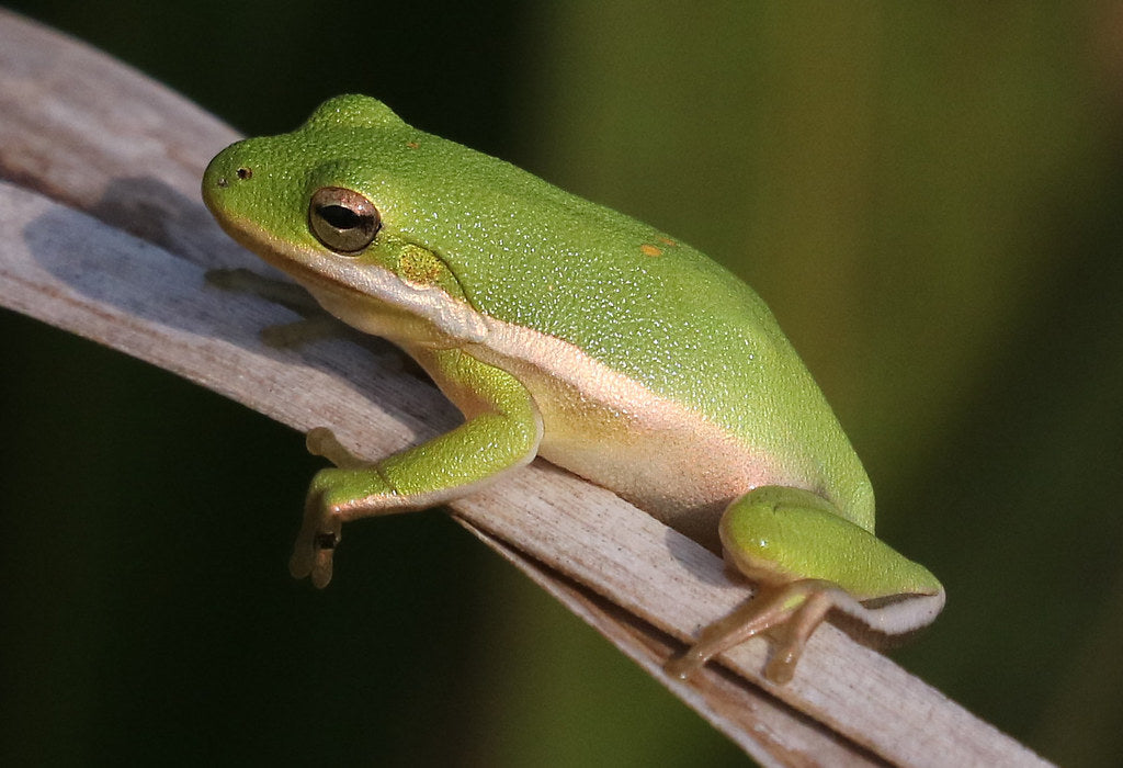 green tree frog