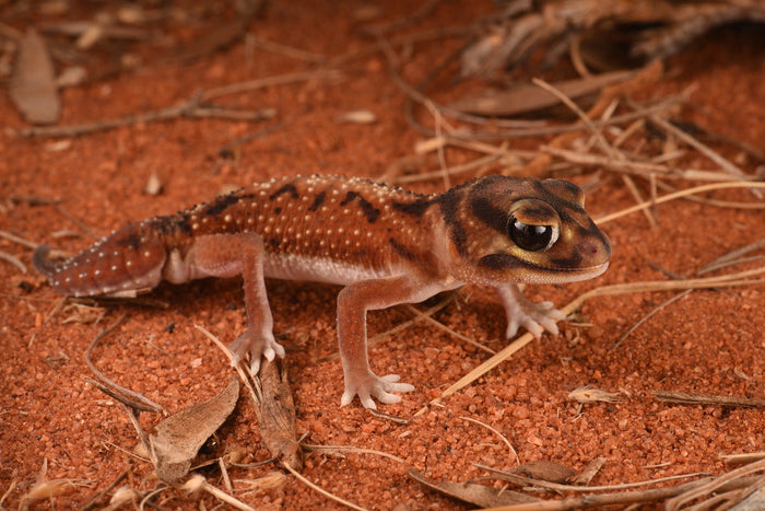 How to Care for Your Knob-Tailed Gecko