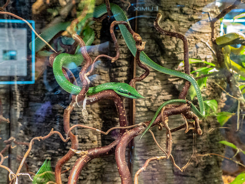 How to Care for Your Rhino Rat Snake | Reptile Supply