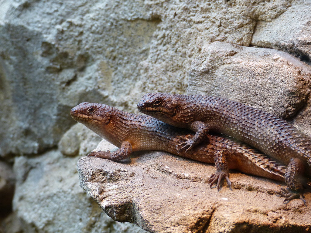 How to Care for Your Gidgee Skink | Reptile Supply
