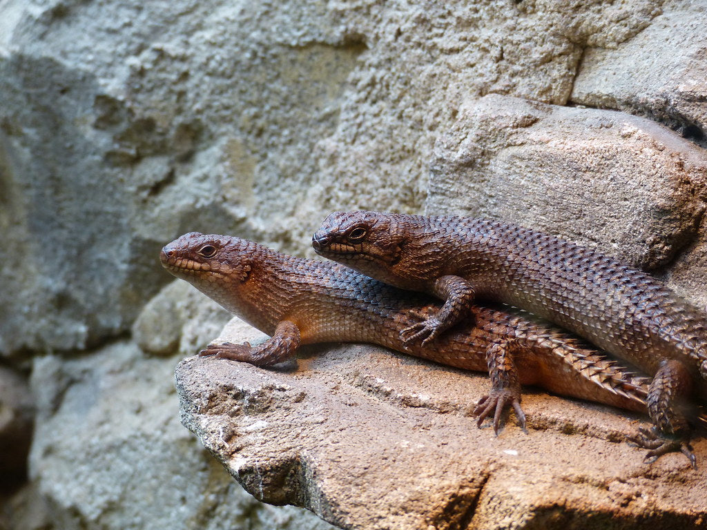 How to Care for Your Gidgee Skink