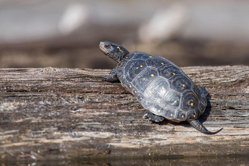 How to Care for Your Spotted Turtle | Reptile Supply