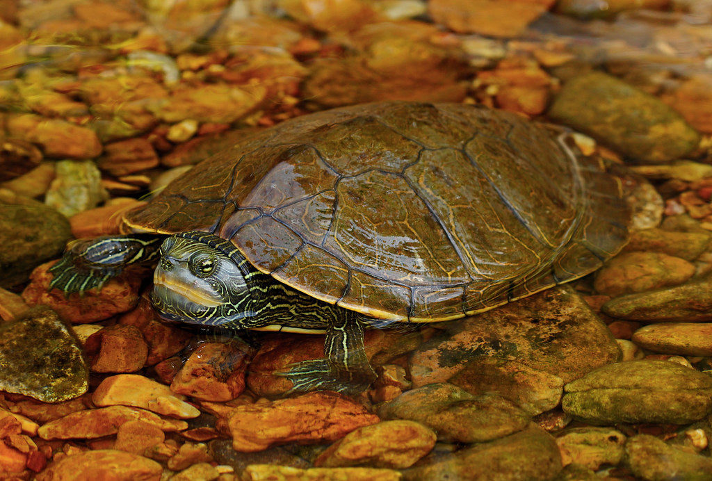 How to Care for Your Common Map Turtle | Reptile Supply