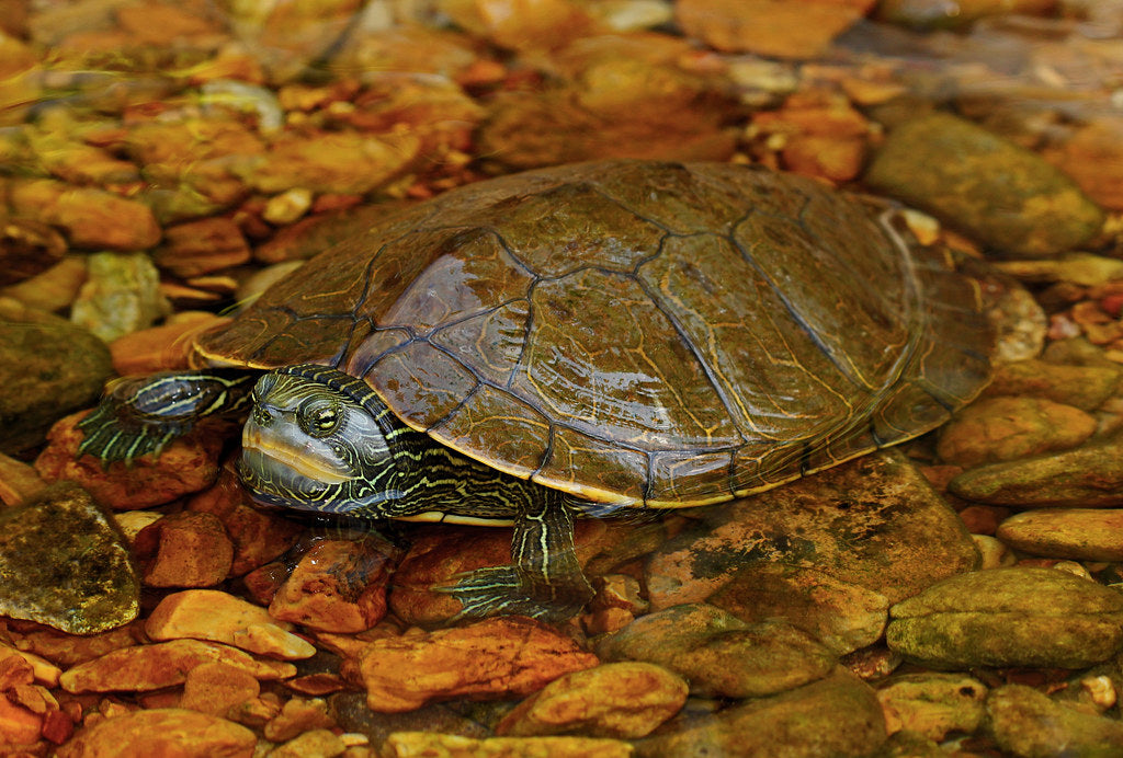 How to Care for Your Common Map Turtle