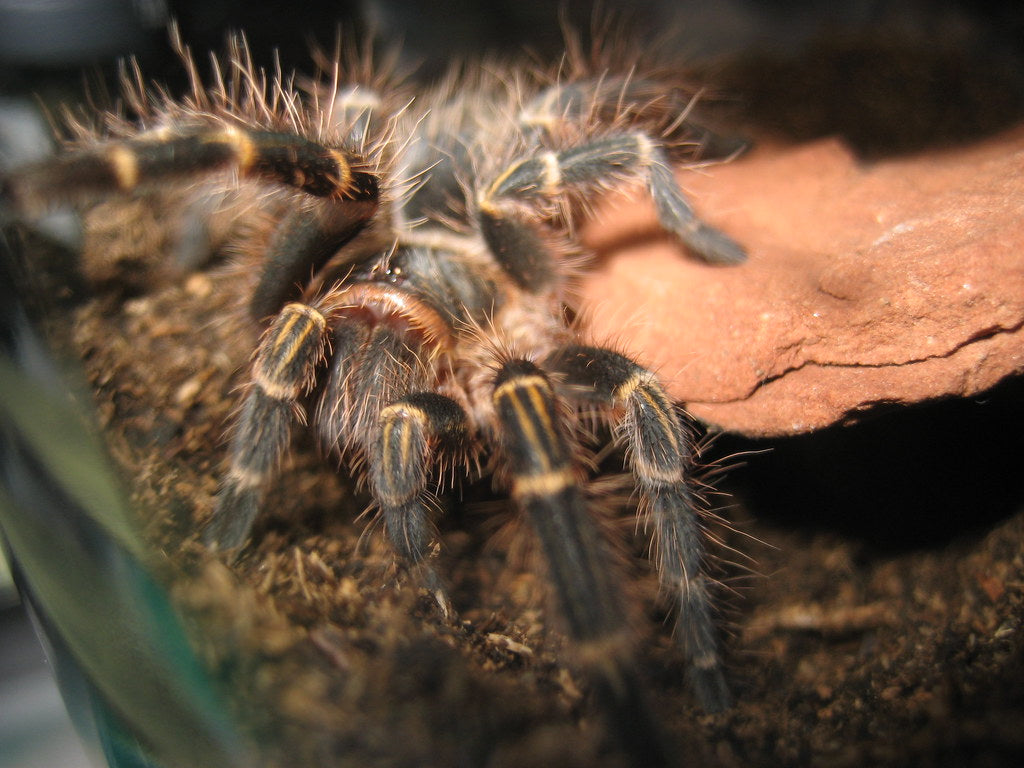 How to Care for Your Chaco Golden Knee Tarantula Reptile Supply