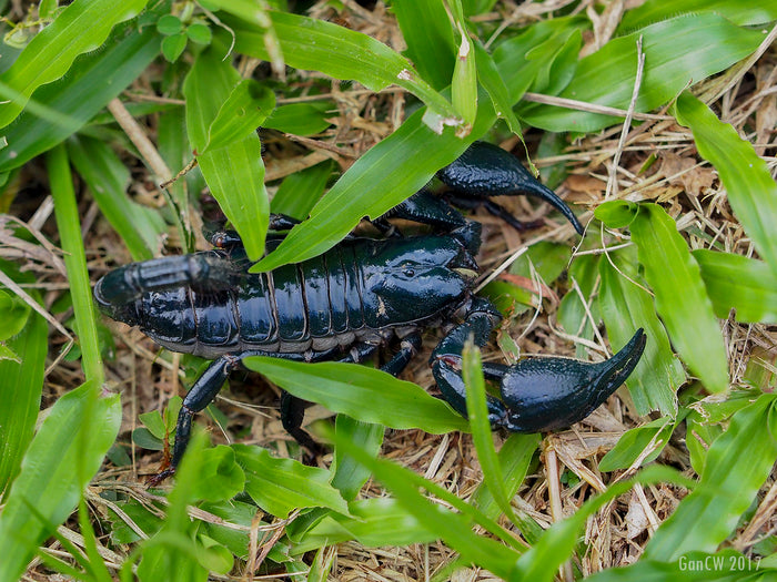 How to Care for Your Asian Forest Scorpion