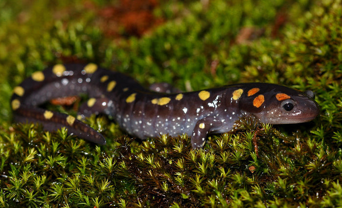 How to Care for Your Spotted Salamander