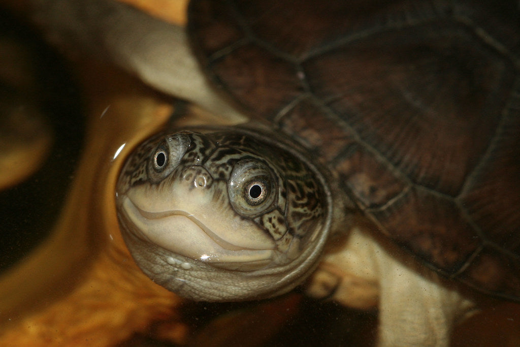 How to Care for Your African Sideneck Turtle