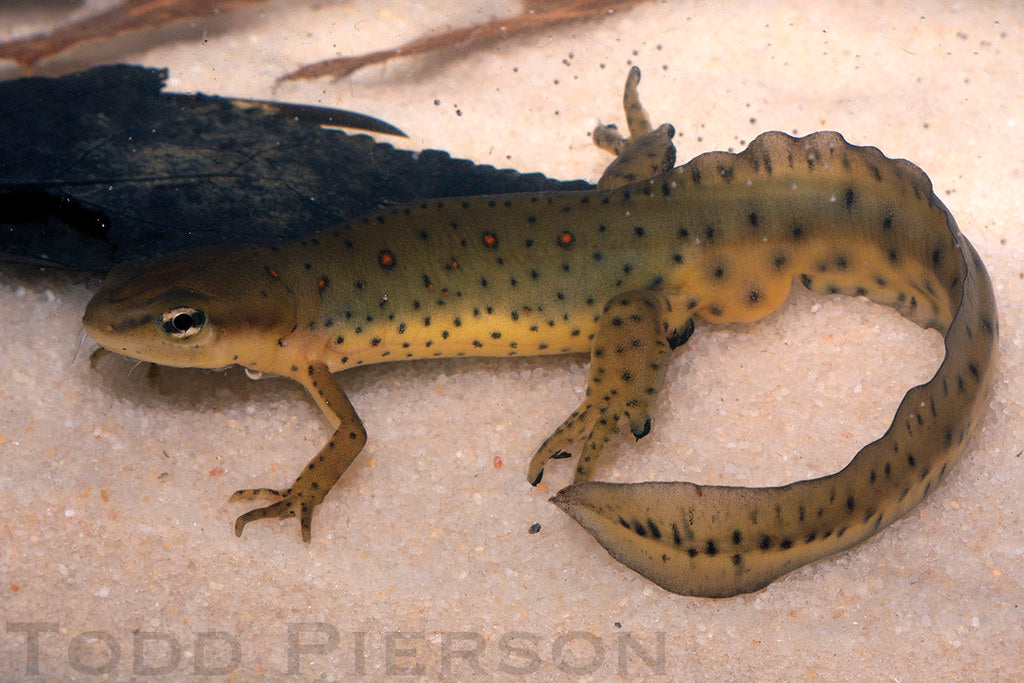 How to Care for Your Eastern Newt