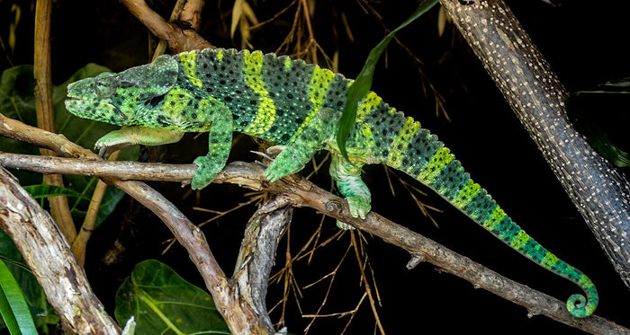 How to Care for Your Meller’s Chameleon