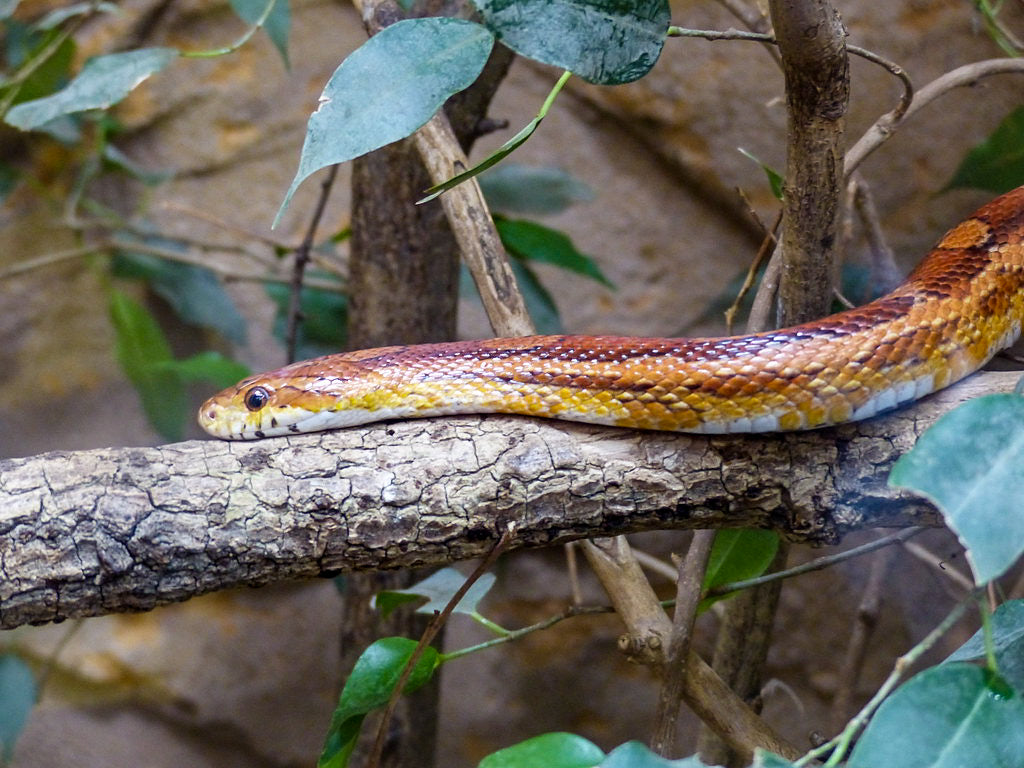Corn Snake Habitat In The Wild
