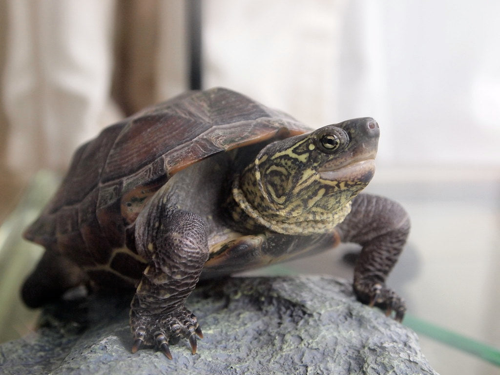 How to Care for Your Reeve’s Turtle