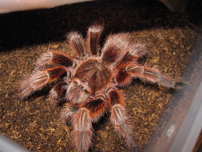 How to Care for Your Chilean Rosehair Tarantula