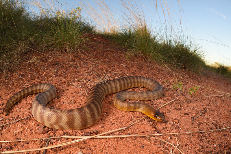 How to Care for Your Woma Python | Reptile Supply