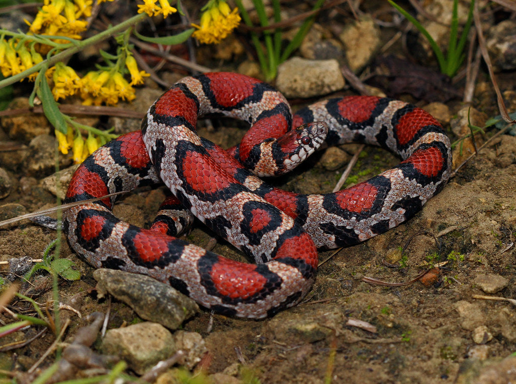 How to Set Up a Milksnake Enclosure