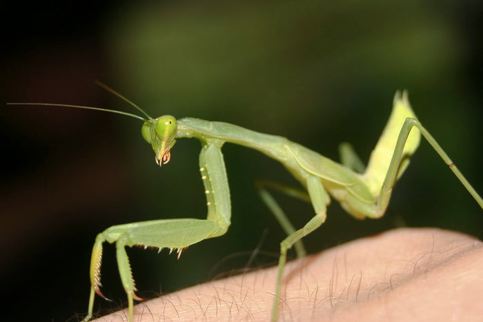 How to Care for Your African Mantis