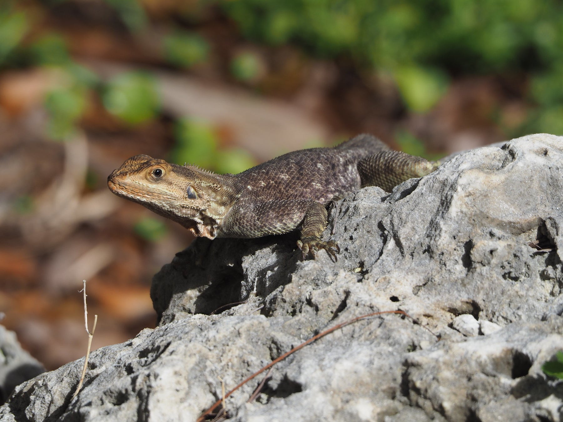 How to Care for Your Peter’s Rock Agama